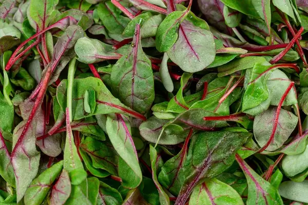 Background of fresh young spinach leaves (Flip 2020)