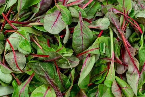 Background of fresh young spinach leaves