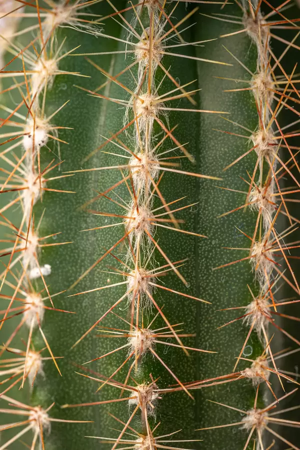 Background of green cactus close up