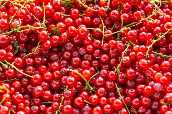 Background of ripe juicy red currant berries (Flip 2019) (Flip 2019)