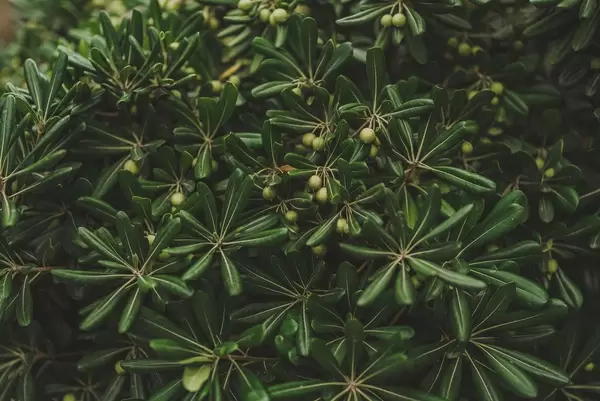 Background Of  Tree In Malta