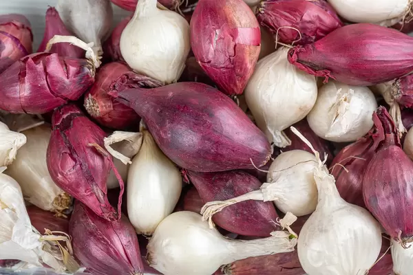 Background of white and purple small onion bulbs for planting, close-up