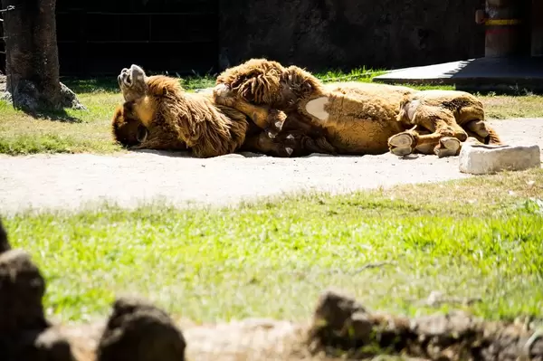 Bactrian camel relaxing under the sun