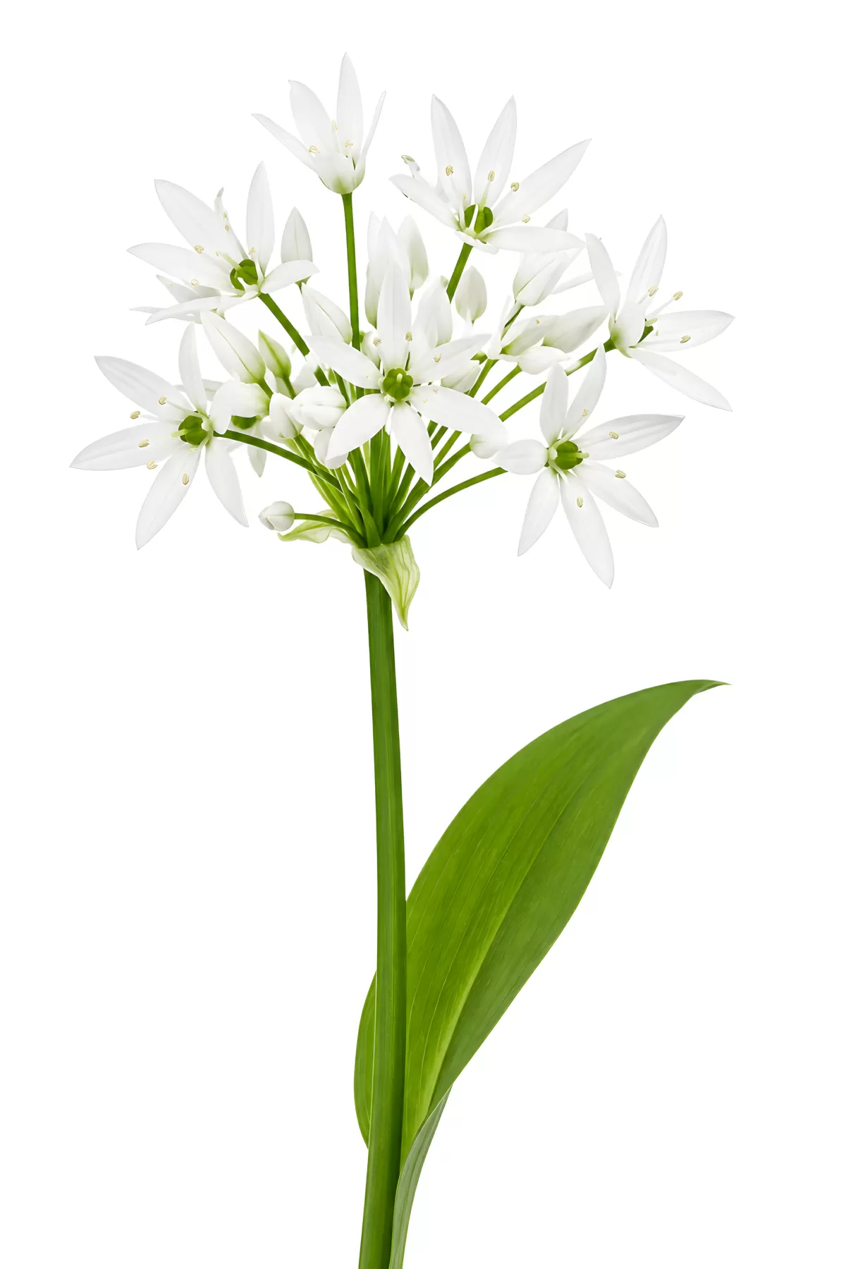 Bärlauch in voller Blüte auf weißem Hintergrund