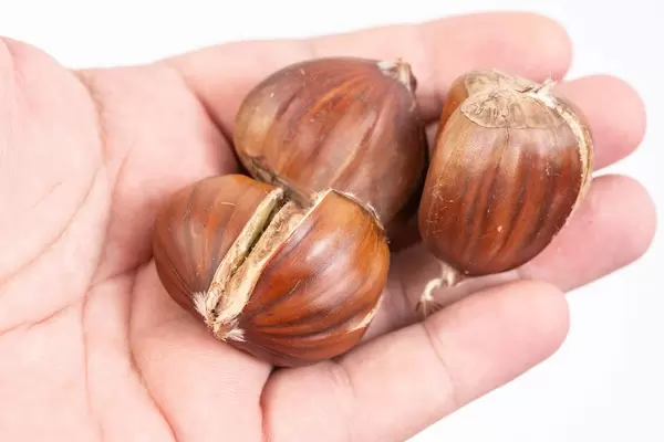 Baked Chestnuts in the hand above white background