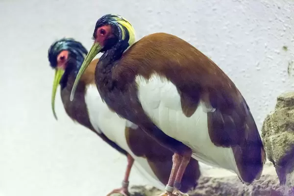 Bald Ibis / Waldrapp