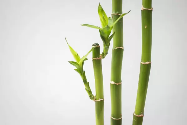 Bamboo Branch Close-Up on a White Background