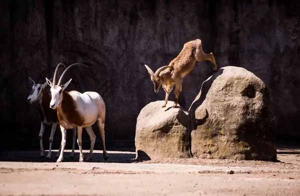 Barbary sheep jumping off a rock