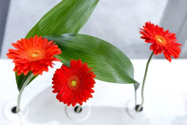 Barberton daisy - Gerbera jamesonii