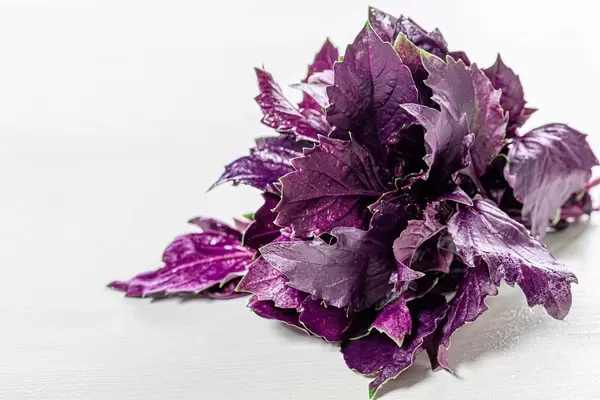 Basil herb spice leaf on white background (Flip 2019)
