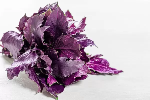 Basil herb spice leaf on white background