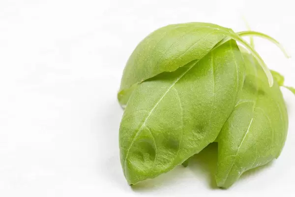 Basil Leaves closeup image with copy space