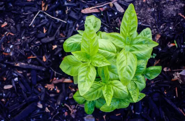Basil on a dark background