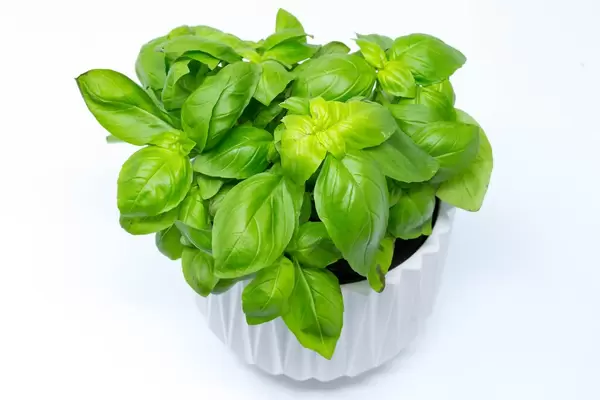 Basil plant in white pot