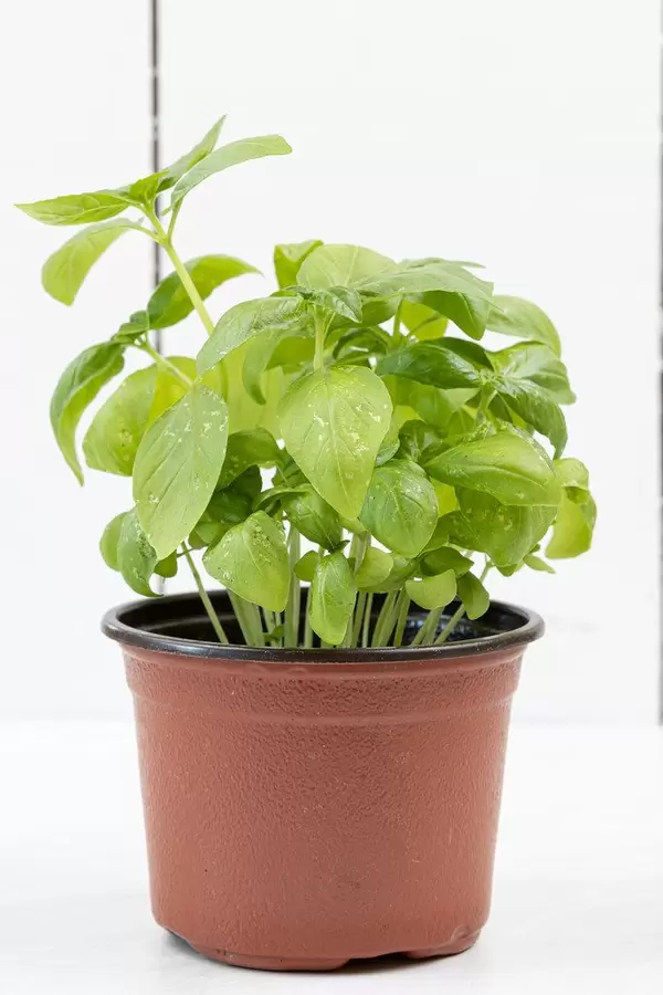 Basil Plant with beautiful green leaves on the white background