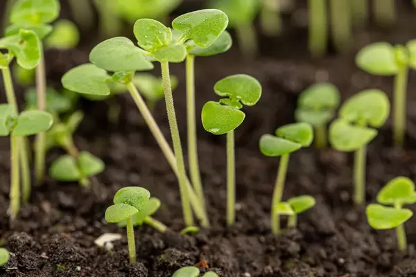 Basil sprouts have sprouted in the ground