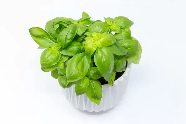 Basilikumpflanze in weißem Topf