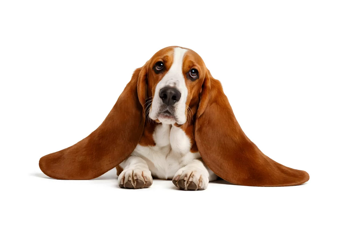 Basset Hound mit langen Ohren liegt auf weißem Grund
