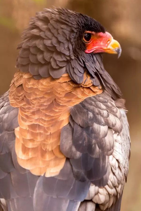 Bateleur