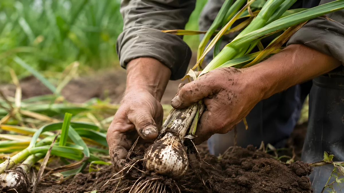 Bauer erntet frischen Knoblauch aus dem Gartenboden