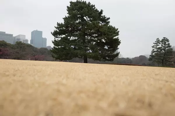 Baum in den Imperial Palace East Gardens Ninomaru in Chiyoda, Tokyo