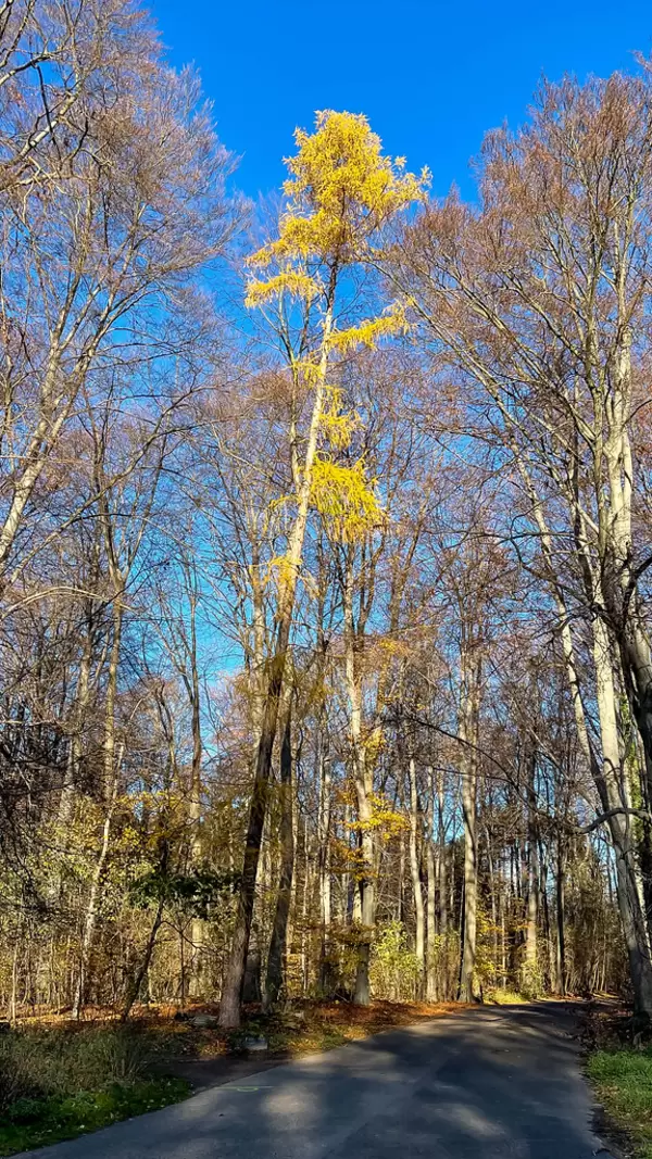 Bäume im Kölner Stadtwald an einem sonnigen Tag mit blauem Himmel im Dezember