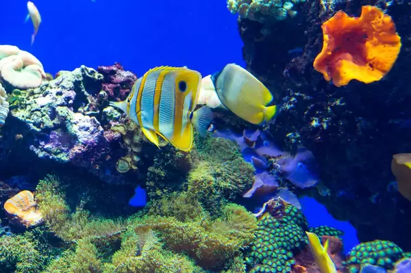 Beaked coralfish, chelmon rostratus (Flip 2019)