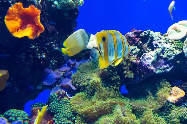 Beaked coralfish, chelmon rostratus