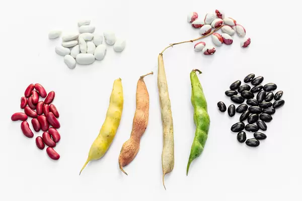 Beans and beans in pods of different varieties on a white background. Top view