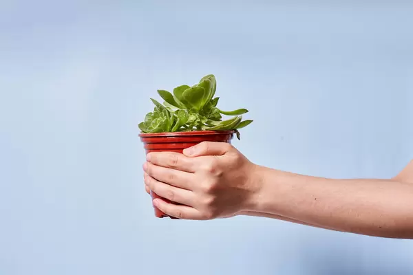 Beautiful and small home garden plant in the pot in hands of a person