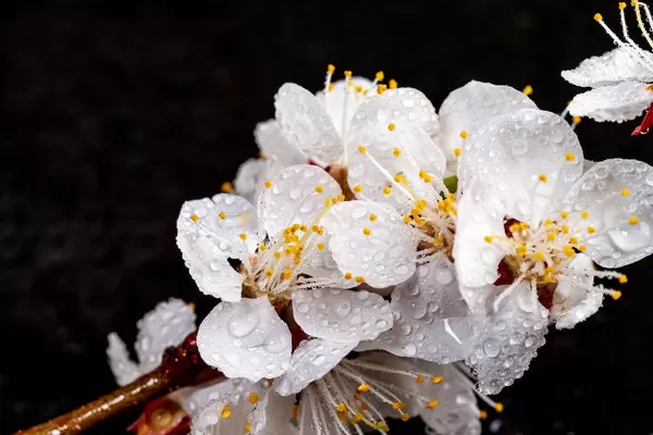 Beautiful apricot flowers on black background (Flip 2019)