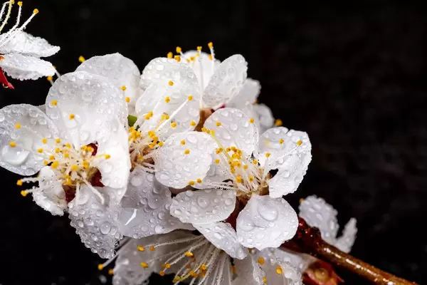Beautiful apricot flowers on black background