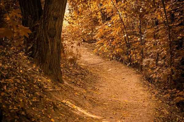 Beautiful autumn forest landscape, path in the forest (Flip 2019)