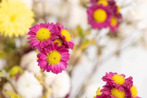 Beautiful bouquet of wildflowers with blurred background