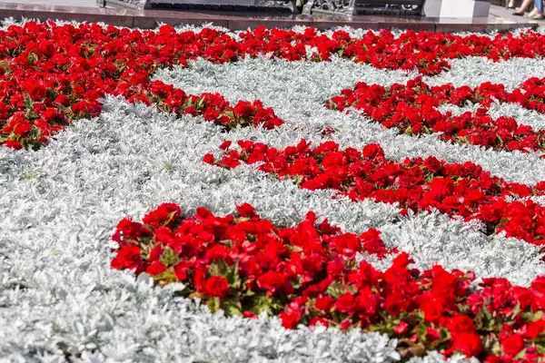 Beautiful flowers at theatre square in Moscow