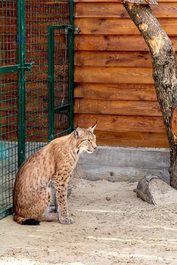 Beautiful fluffy lynx sits in a metal cage in ecopark