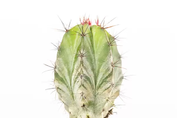 Beautiful green cactus on a white background