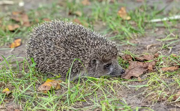 Beautiful hedgehog on the grass with dry leaves