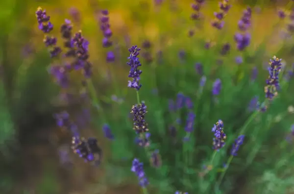 Beautiful Lavander Field