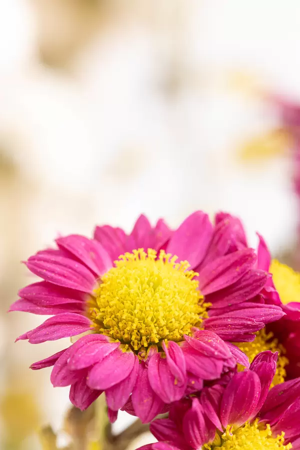 Beautiful Pink flowers with copy space