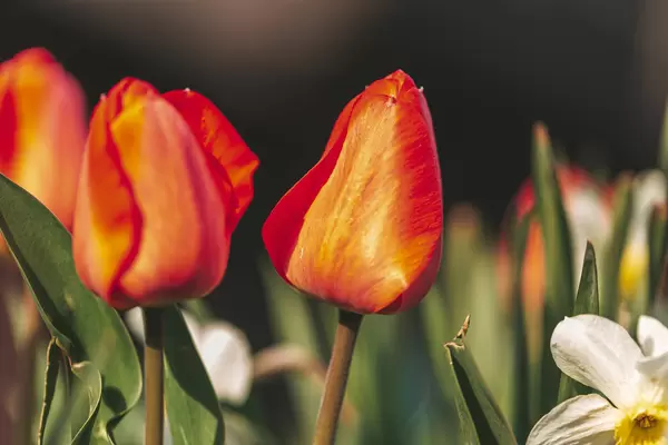 Beautiful red tulips outdoor in spring time