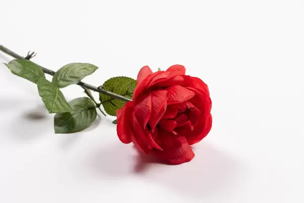 Beautiful single red rose isolated on white background