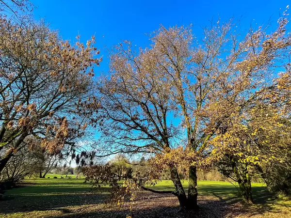 Beautiful sunny day with blue sky in December. Trees with partially bare branches in a park in Cologne