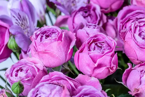 Beautiful violet eustoma background with water drops