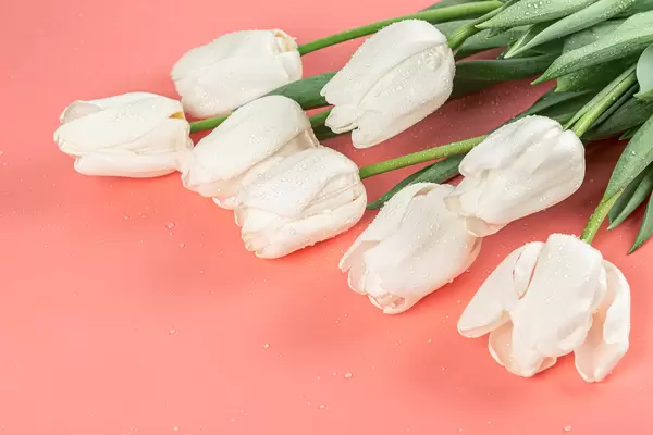 Beautiful white tulips on pink background