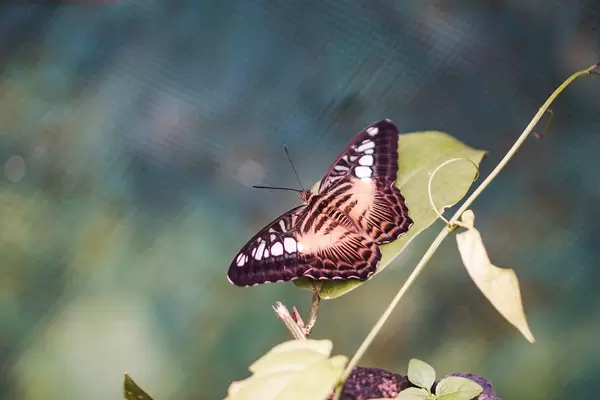 Beautiful winged butterfly resting on a leaf (Flip 2019)