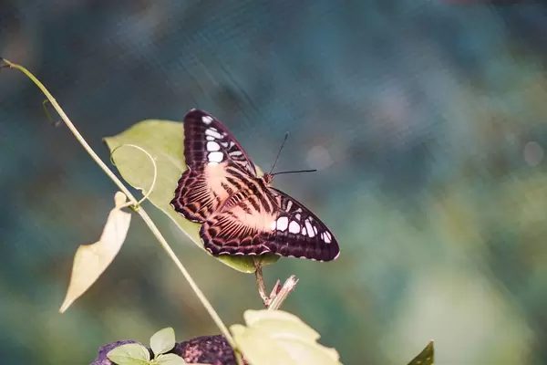 Beautiful winged butterfly resting on a leaf