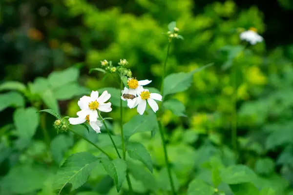 Bee flying around Hairy Beggarticks with Garden in the Background
