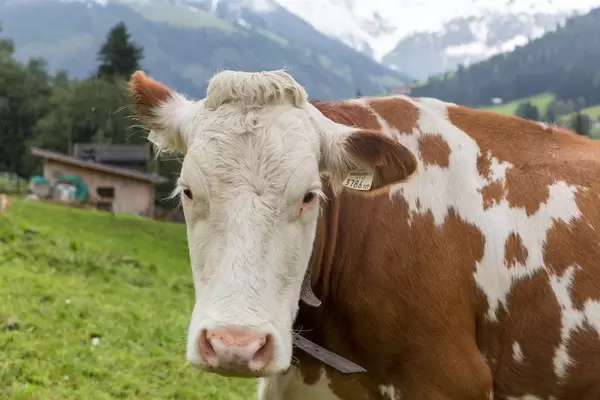 Befleckte braun-weiße Kuh, Nahaufnahme mit schneebedeckten Bergen im Hintergrund