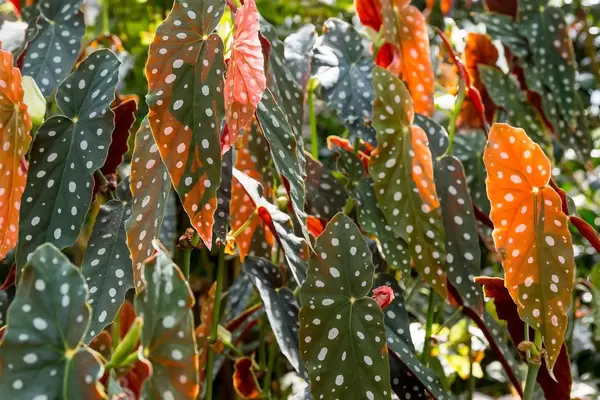 Begonie Lone Star Aussie